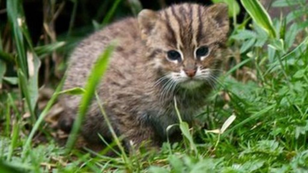 Isle of Man park in international cat breeding project BBC News