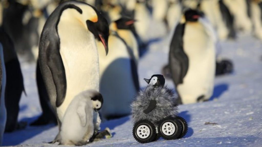 Meet the fake penguins aiding research - BBC News