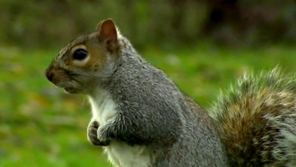 Grey squirrels in UK 'should be culled' BBC News