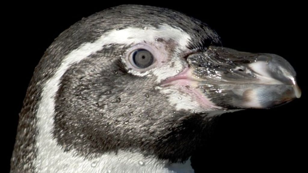 hamleys giant penguin