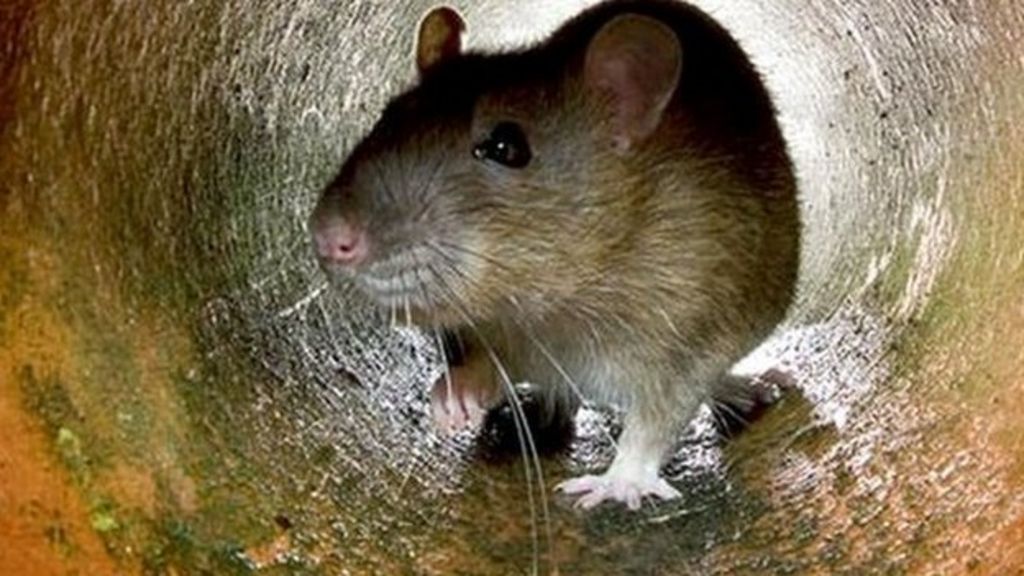 Top of the pests rats, wasps and birdeating spiders BBC News