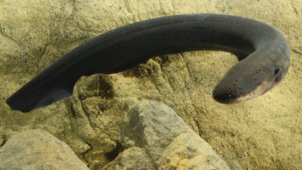 Electric eels 'remotely control their prey' BBC News