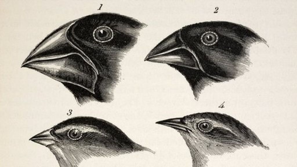 Genomes reveal Darwin finches' messy family tree - BBC News