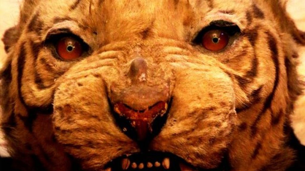 The story behind the east Belfast tiger skin BBC News
