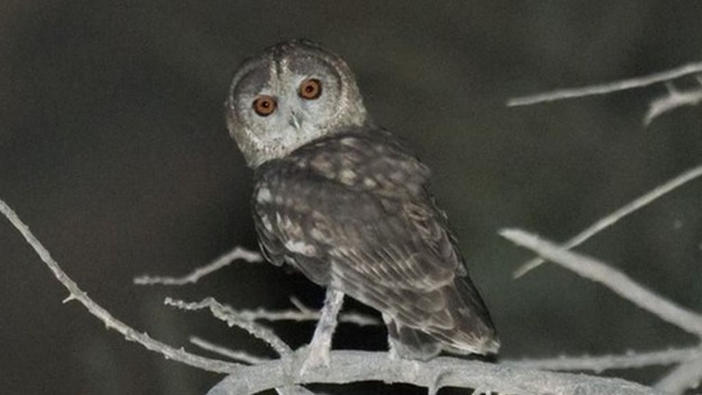 UAE Rare owl surprises researchers BBC News