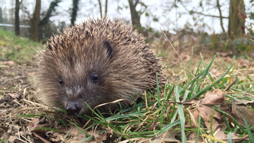 large cuddly hedgehog