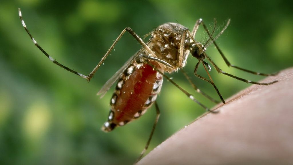 Mosquitoes Could Bring Exotic Diseases To Uk Bbc News