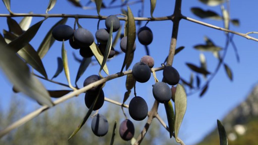 EU warning as olive tree disease spreads in Italy BBC News