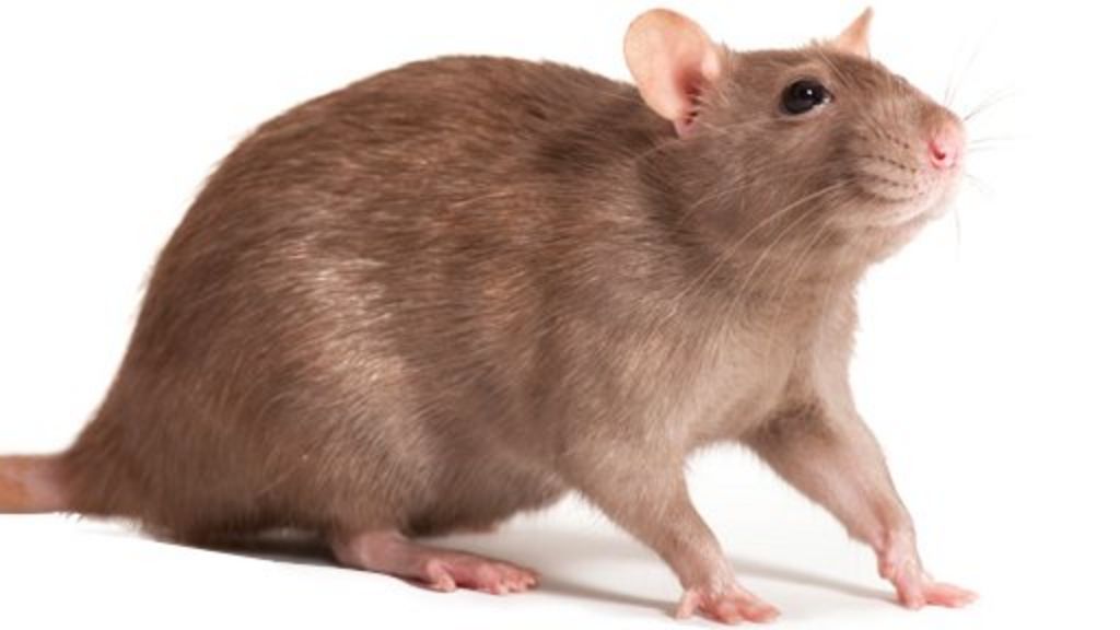 Dumfries man put rats in wife's attic - BBC News