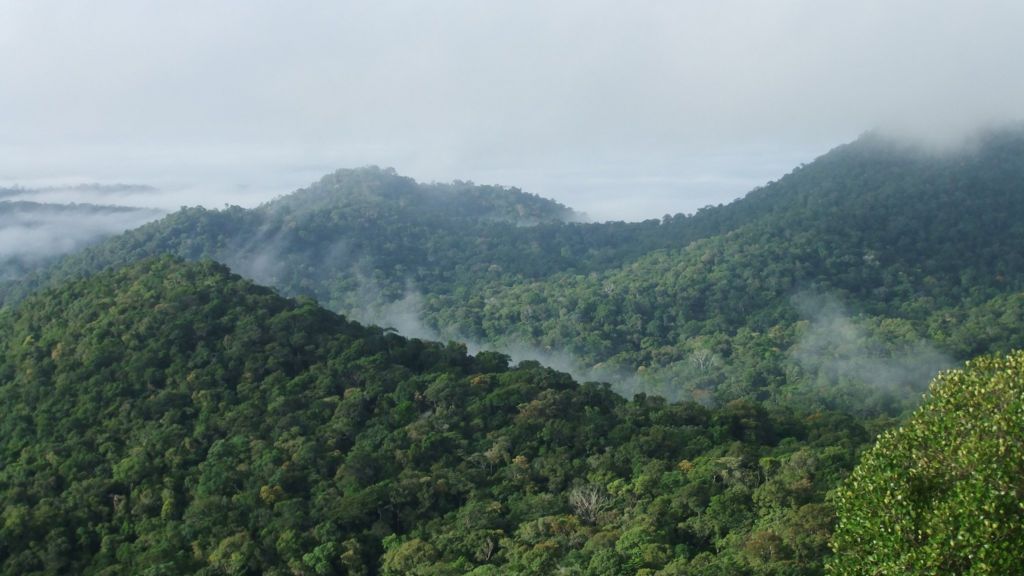 Drought 'shuts down Amazon carbon sink'