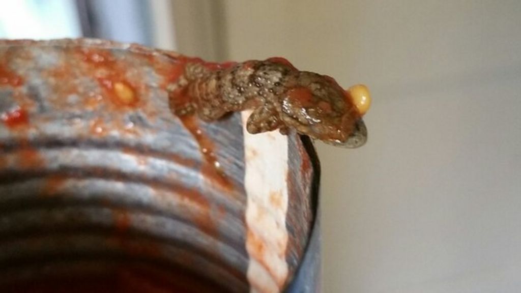 dead-lizard-found-in-can-of-tomatoes-in-alum-rock-bbc-news