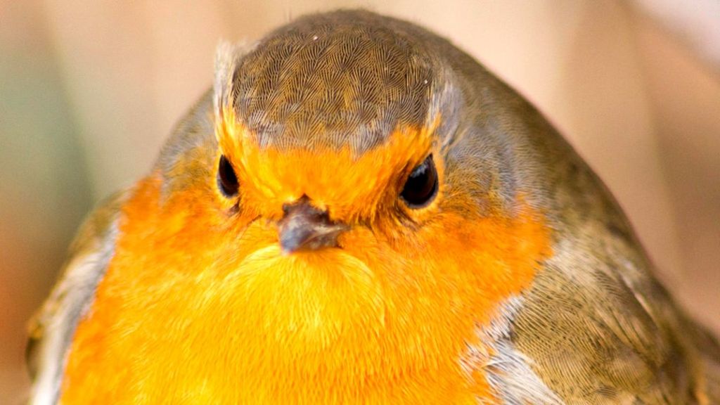 Who, what, why How aggressive are robins? BBC News