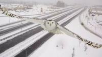 A snowy owl in flight