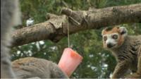 Lemurs and a lolly