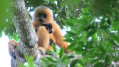 Hainan gibbon