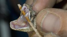 Image of Namib Horned Adder
