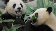 Giant Pandas Le Le (L) and Ying Ying (R) chew on bamboo shoots on their joint fourth birthday at Ocean Park in Hong Kong in 2009