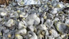 Huitlacoche a la venta en el mercado