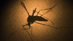 Aedes aegypti mosquito seen through microscope in Brazil - file pic