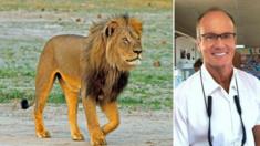 Cecil the lion (left) and Walter Palmer, the US dentist who killed the animal