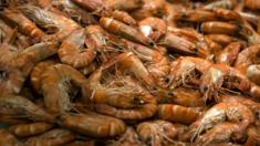 India's shrimps are displayed at a supermarket, on December 21, 2012 at the Kremlin-Bicetre, outside Paris