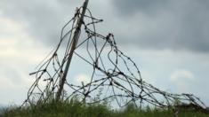 Barbed wire on the WWI Battle Field of Verdun, France