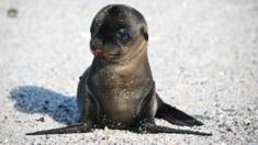 Galapagos sea lion pup