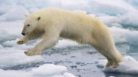 A polar bear jumping on to an ice floe