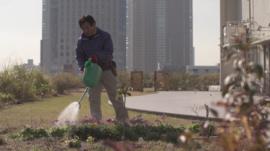 Gardener watering plants