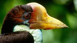 Helmeted hornbill