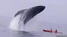Whale breaching near kayak