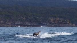 Photograph of seal riding whale in Australia