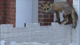 A fox on a wall