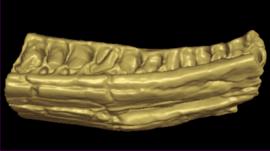 3D CT scan of fossil