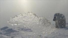 Polar bear cub, as seen through partially-iced up camera