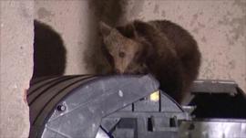 Bear raiding bin (TV Markiza)