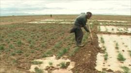 Afghan saffron farmer in Herat