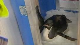 Penguin