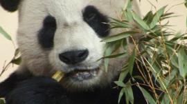 Yang Guang