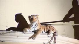 Stuffed tiger toy being rescued