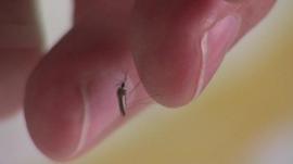 Mosquito