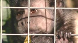 A monkey in a cage