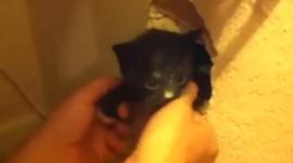 Kitten rescued