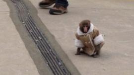 Monkey in a jacket