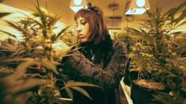 Medical marijuana plants