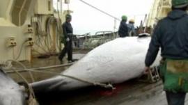 Whale on board ship