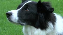 Blitz the dog