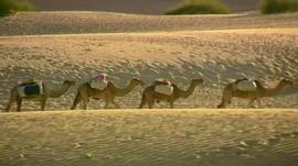 camels in desert