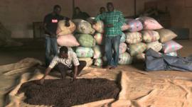 Cocoa being produced in the Ivory Coast