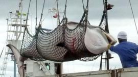 A minke whale unloaded at a port in Kushiro